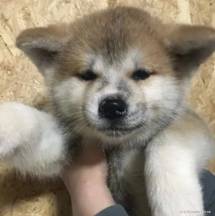 ID：2305-01137の子犬