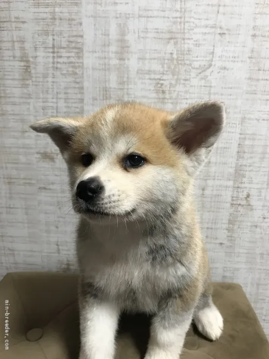 ID：2205-01760の子犬