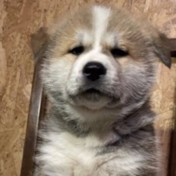 秋田犬【福岡県・男の子・2023年1月1日・赤】の写真「大きい男の子👦」