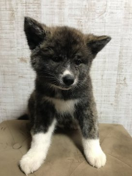 秋田犬【福岡県・男の子・2022年3月15日・虎毛】の写真「きれいな虎柄の男の子🥰」