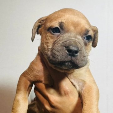 アメリカンブリー【福岡県・男の子・2024年1月27日・イザベラ】の写真「ヤンチャな男の子👦」