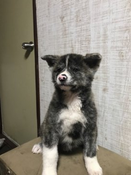 秋田犬【福岡県・男の子・2021年8月12日・虎】の写真「兄弟の中で1番マイペース」