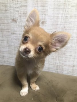 チワワ(ロング)【福岡県・男の子・2021年7月11日・チョコフォーン/ホワイト】の写真「人大好き可愛らしい男の子！！」