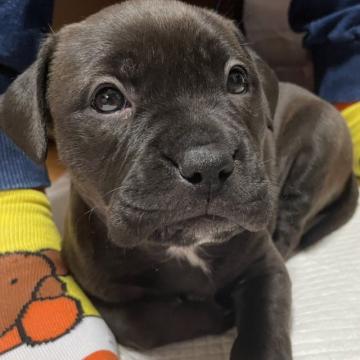 アメリカンブリー【福岡県・女の子・2022年10月25日・ブラウン】の写真「綺麗なお色の女の子🐶♥️」