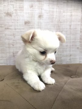 チワワ(ロング)【福岡県・男の子・2021年6月8日・ホワイト&クリーム】の写真「毛量多く小柄な男の子❤」