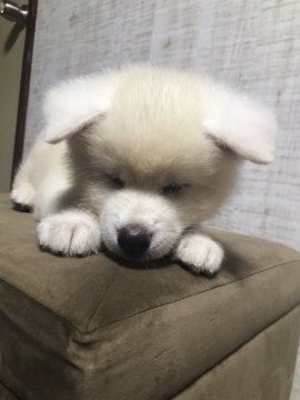 秋田犬【福岡県・男の子・2021年8月15日・白】の写真「真っ白可愛い男の子！！」