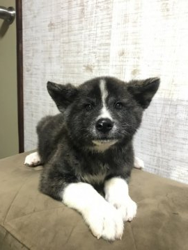 秋田犬【福岡県・男の子・2021年8月12日・虎】の写真「色の濃ゆい大きな男の子」