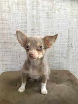 チワワ(ロング)【福岡県・男の子・2021年5月11日・イザベラ&クリームタン】の写真「好奇心旺盛なヤンチャな男の子😍」