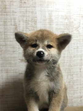 秋田犬【福岡県・女の子・2022年3月15日・赤毛】の写真「小ぶりのおとなしい女の子」