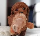 タイニープードル