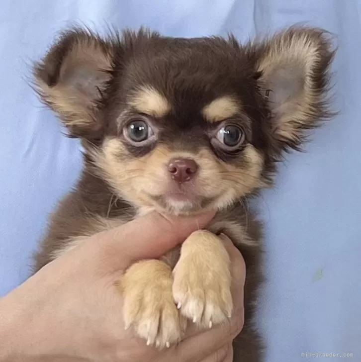 ID：2506-04767の子犬