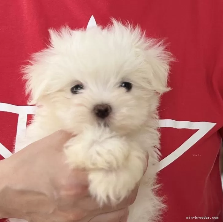 ID:2504-04115の子犬