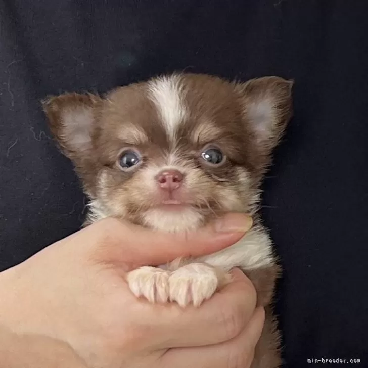 S.Y 様のお迎えした子犬