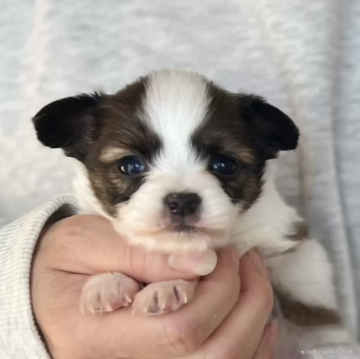 ID:2501-00821の子犬