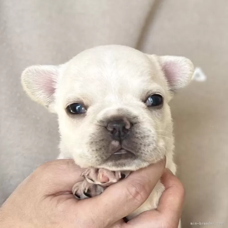 ID:2412-02788の子犬