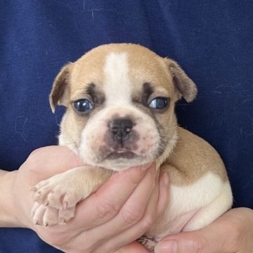 フレンチブルドッグ【愛知県・男の子・2025年3月20日・フォーン&ホワイト】の写真「両親遺伝子検査クリア」