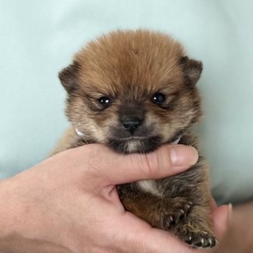 ポメ柴(ポメラニアン×柴犬)【愛知県・男の子・2025年8月1日・レッド】の写真「9月27日までのネット限定販売⭐️両親遺伝子クリア」
