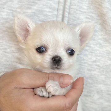 チワワ(ロング)【愛知県・女の子・2024年10月9日・ホワイト】の写真「人気のチワワ💕」