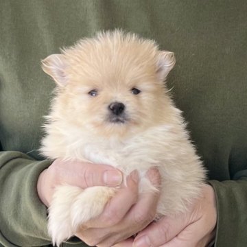 ポメラニアン【愛知県・女の子・2025年10月25日・クリーム】の写真「12/21までのネット限定販売🌟両親遺伝子クリア」