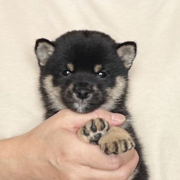 柴犬(豆柴)【愛知県・男の子・2025年8月7日・黒】の写真「極小豆柴🌟」