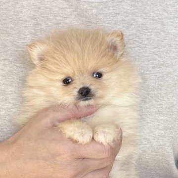 ポメラニアン【愛知県・女の子・2025年10月25日・クリーム】の写真「12/21までのネット限定販売🌟両親遺伝子クリア」