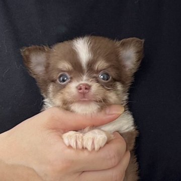 チワワ(ロング)【愛知県・女の子・2025年5月29日・チョコレートタン&ホワイト】の写真「両親遺伝子検査クリア」