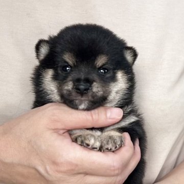 柴犬(豆柴)【愛知県・女の子・2025年7月7日・黒】の写真「9/2までのネット限定販売✨両親遺伝子クリア」