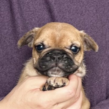 フレンチブルドッグ【愛知県・女の子・2025年10月6日・フォーン】の写真「12/02までのネット限定販売🌟両親遺伝子クリア」