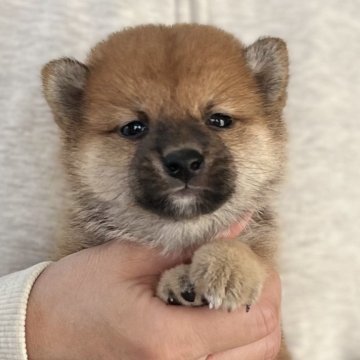 ポメ柴(ポメラニアン×柴犬)【愛知県・男の子・2025年9月13日・赤】の写真「11/9までのネット限定販売🌟両親遺伝子クリア」
