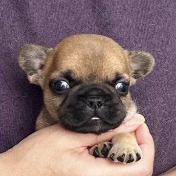 フレンチブルドッグ【愛知県・男の子・2025年10月9日・フォーン(レッドフォーン)】の写真「12/05までのネット限定販売🌟両親遺伝子クリア」