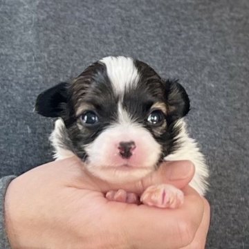 パピヨン【愛知県・男の子・2025年10月26日・トライ】の写真「12/22までのネット限定販売🌟両親VWDクリア」