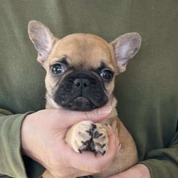 フレンチブルドッグ【愛知県・男の子・2025年10月9日・フォーン(レッドフォーン)】の写真「12/05までのネット限定販売🌟両親遺伝子クリア」