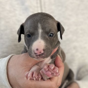 イタリアングレーハウンド【愛知県・女の子・2025年10月1日・ブルーホワイトマーキングス】の写真「11/27までのネット限定販売🌟両親遺伝子クリア」