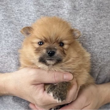 ポメラニアン【愛知県・女の子・2025年10月25日・オレンジ&セーブル】の写真「12/21までのネット限定販売🌟両親遺伝子クリア」