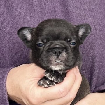 フレンチブルドッグ【愛知県・男の子・2025年10月12日・ブリンドル】の写真「12/08までのネット限定販売🌟両親遺伝子クリア」