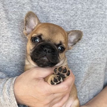 フレンチブルドッグ【愛知県・男の子・2025年10月9日・フォーン(レッドフォーン)】の写真「12/05までのネット限定販売🌟両親遺伝子クリア」