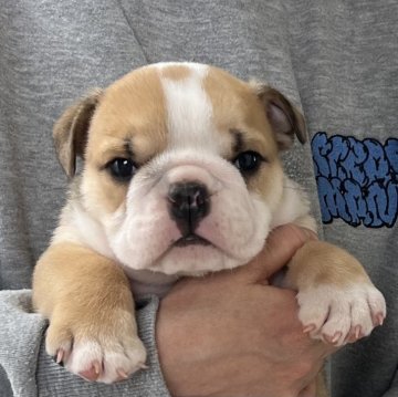 ブルドッグ【愛知県・男の子・2025年1月29日・レッド&ホワイト】の写真「3月27日までのネット限定販売⭐️綺麗なカラーです」