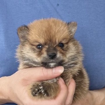ポメ柴(ポメラニアン×柴犬)【愛知県・男の子・2025年8月1日・レッド】の写真「9月27日までのネット限定販売⭐️両親遺伝子クリア」
