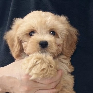 マルプー(マルチーズ×トイプードル)【愛知県・男の子・2025年4月3日・アプリコット】の写真「ご見学時お迎え可能です🏠✨両親遺伝子クリア🍀」