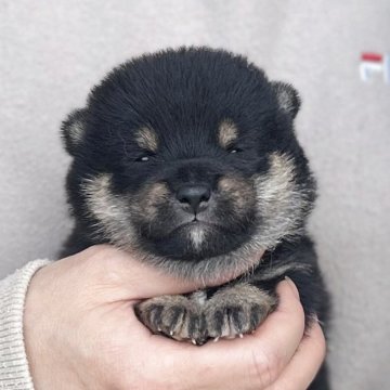 柴犬(豆柴)【愛知県・男の子・2025年3月15日・黒】の写真「5/11までのネット限定販売✨両親遺伝子クリア」