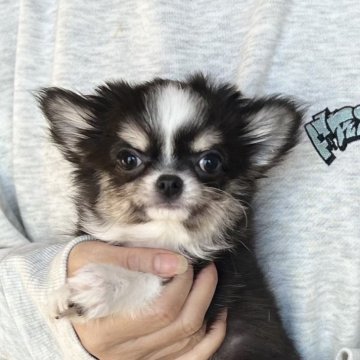 チワワ(ロング)【愛知県・女の子・2024年10月9日・ブラックタン&ホワイト】の写真「人気のチワワ💕」