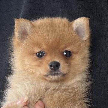 ポメ柴(柴犬×ポメラニアン)【愛知県・男の子・2025年3月3日・オレンジ】の写真「4月29日までのネット限定販売⭐️」