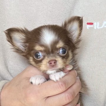 チワワ(ロング)【愛知県・女の子・2024年11月7日・チョコレートタン&ホワイト】の写真「人気のチワワ☀️」