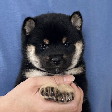 柴犬(豆柴)【愛知県・女の子・2025年7月24日・黒】の写真「9/19までのネット限定販売✨両親遺伝子クリア⭐️」
