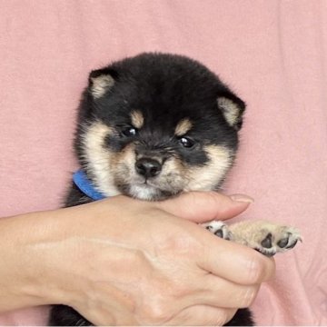 柴犬(豆柴)【愛知県・女の子・2025年8月7日・黒】の写真「10/3までのネット限定販売✨両親遺伝子クリア」
