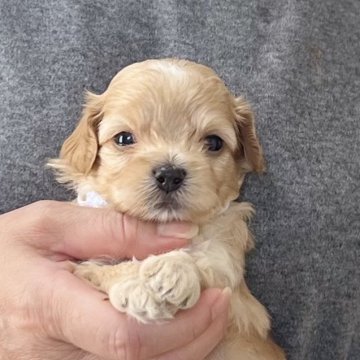 中国のマルプー(マルチーズ×トイプードル)の子犬を探す