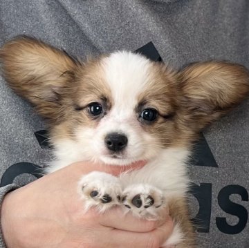 パピヨン【愛知県・女の子・2024年12月29日・ホワイト&レッド】の写真「3月までのネット限定販売⭐️両親VWDクリア」