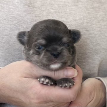 チワワ(ロング)【愛知県・男の子・2025年11月22日・ブルータンホワイト】の写真「1/18までのネット限定販売🌟レアカラー🩵」