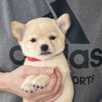 ミックス(柴犬×チワワ)【愛知県・男の子・2025年2月10日・クリーム】の写真「4月8日までのネット限定販売⭐️」