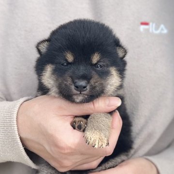 柴犬(豆柴)【愛知県・男の子・2025年3月15日・黒】の写真「5/11までのネット限定販売✨両親遺伝子クリア」